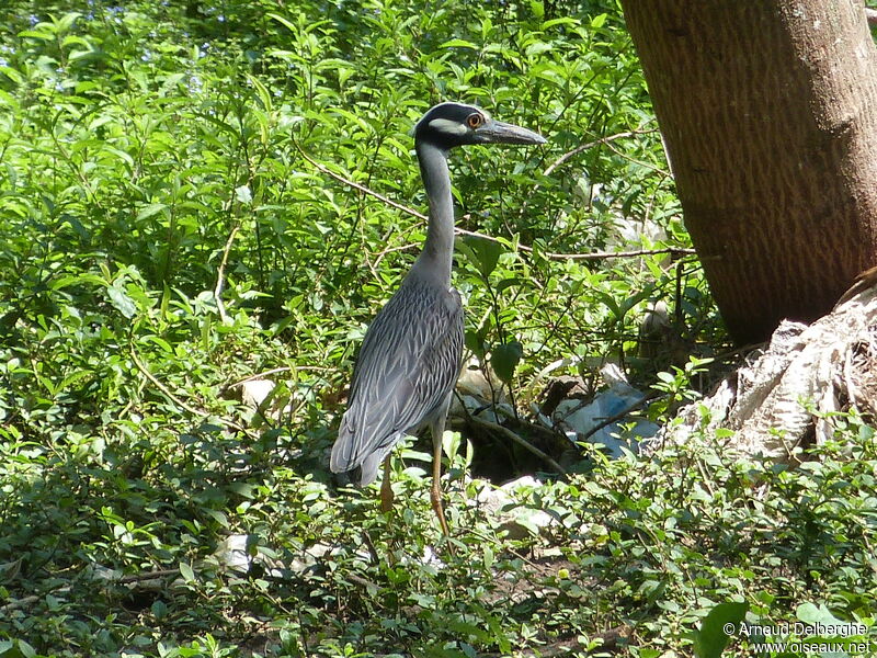 Yellow-crowned Night Heron