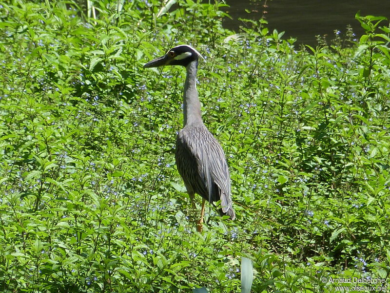 Yellow-crowned Night Heron