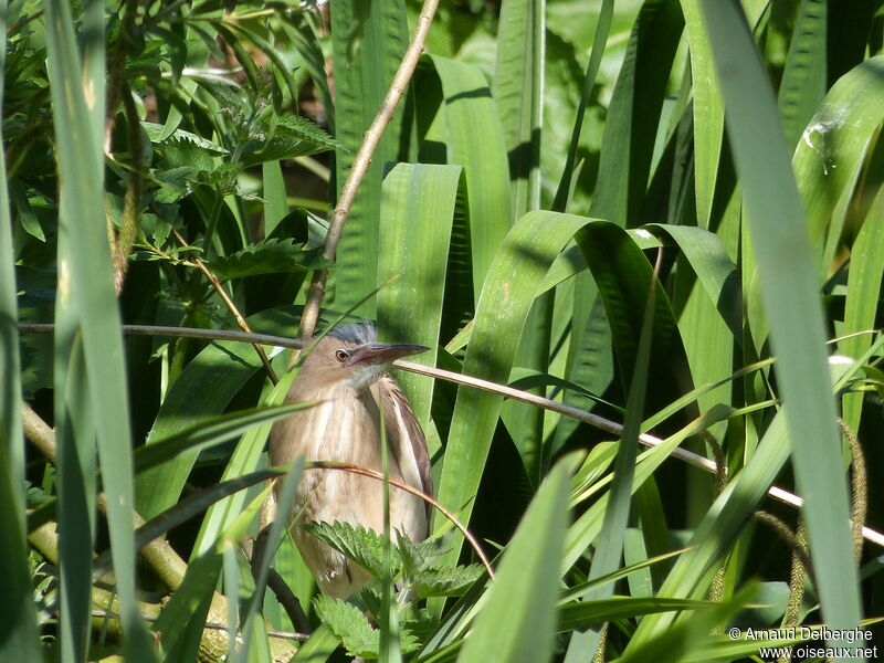 Little Bittern