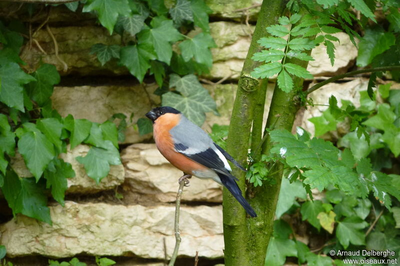 Eurasian Bullfinch