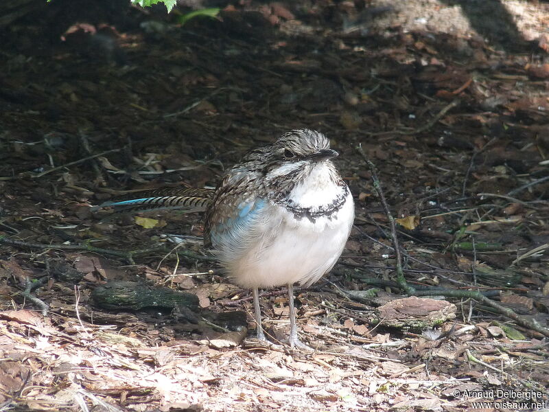 Long-tailed Ground Roller