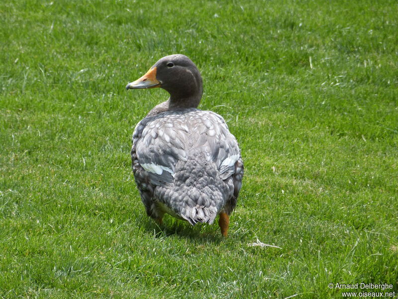 Fuegian Steamer Duck