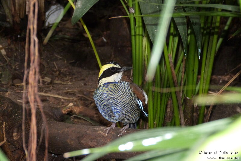 Javan Banded Pitta