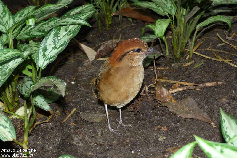 Giant Pitta female adult, identification