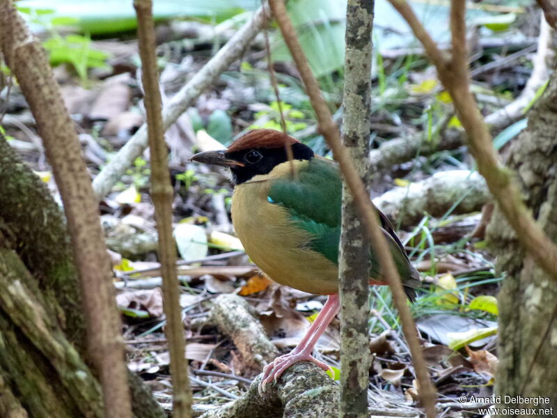 Noisy Pitta