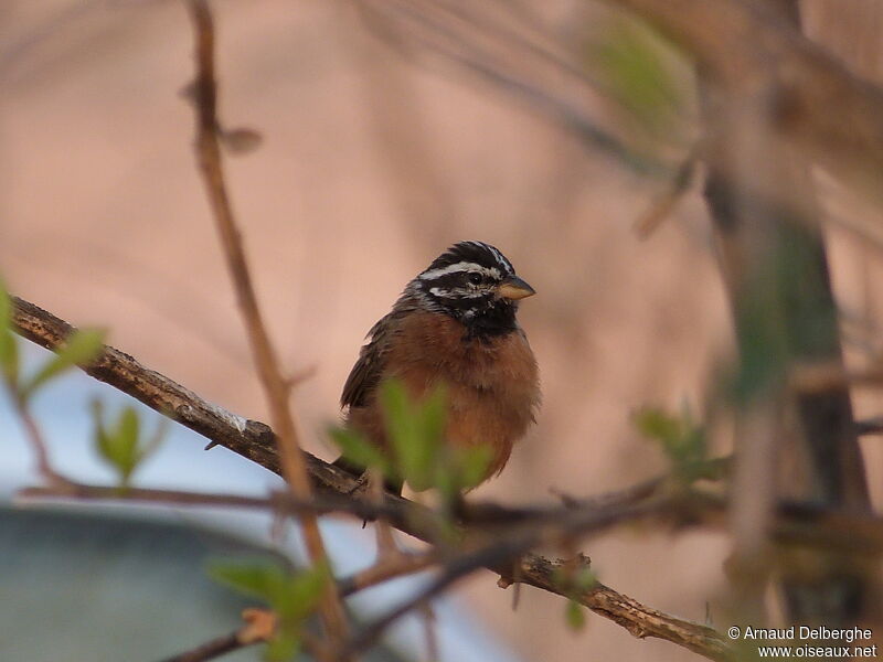 Cinnamon-breasted Bunting