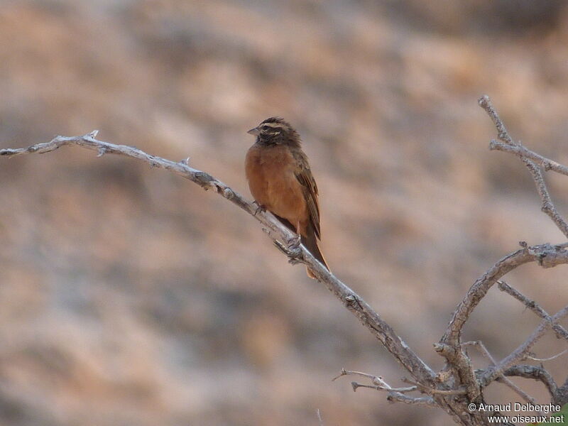 Cinnamon-breasted Bunting