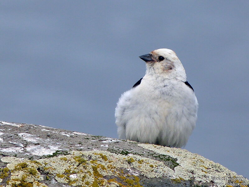 Bruant des neiges mâle