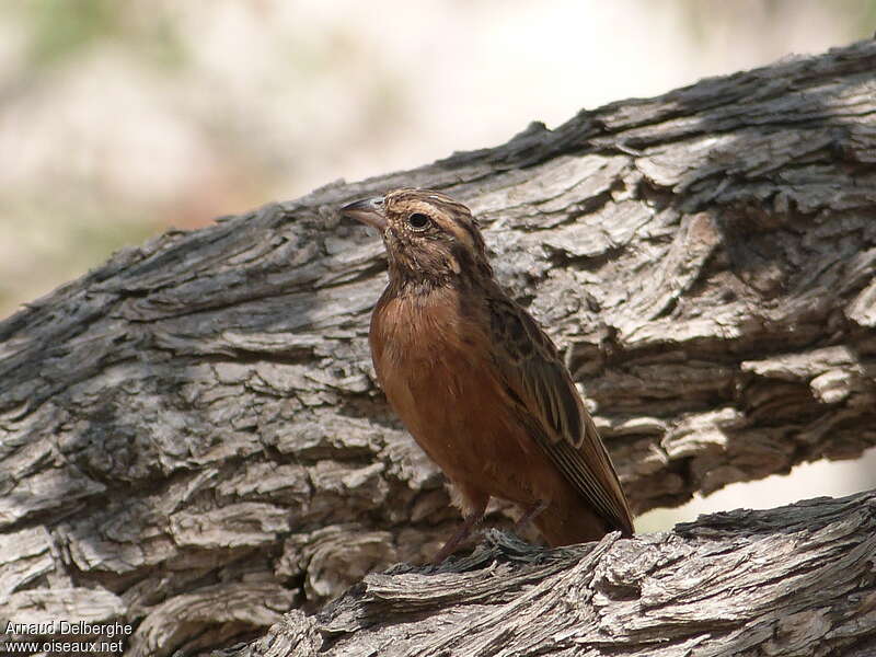 Bruant des rochersadulte, habitat, pigmentation