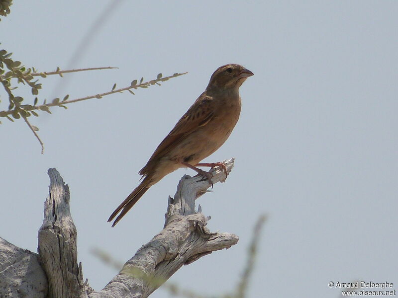 Lark-like Bunting