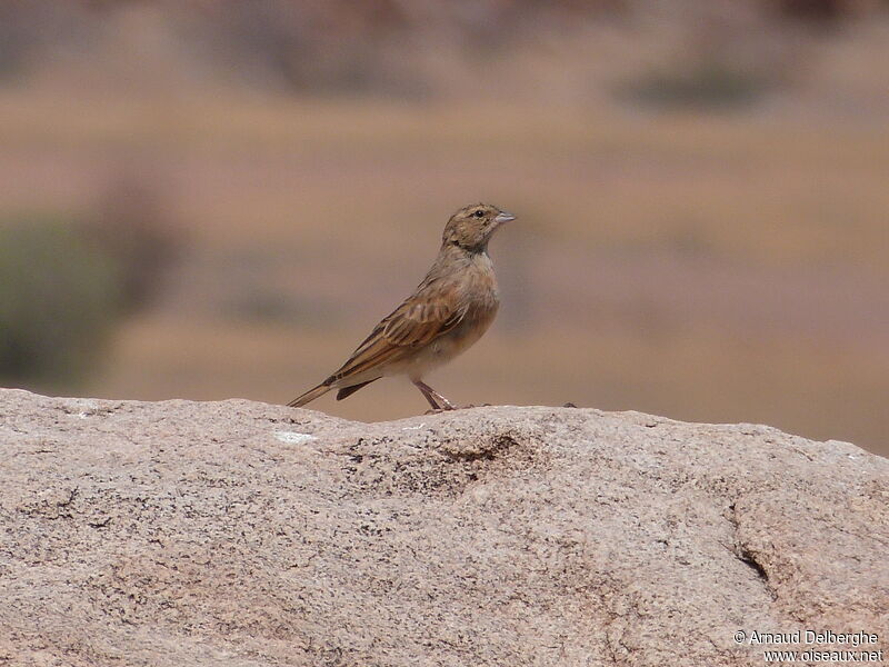 Bruant des rochers