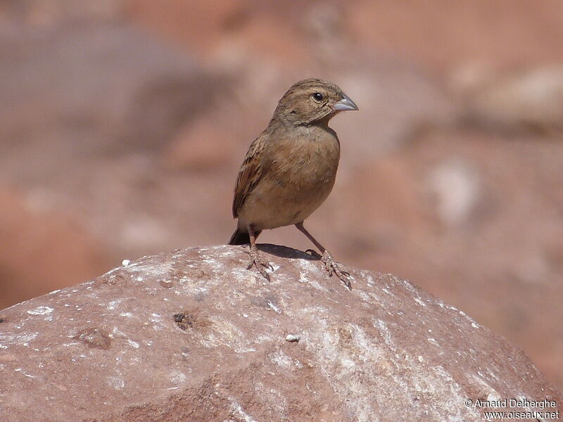 Lark-like Bunting