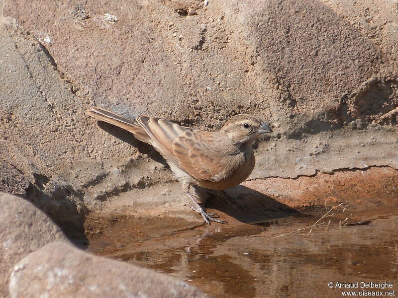 Lark-like Bunting