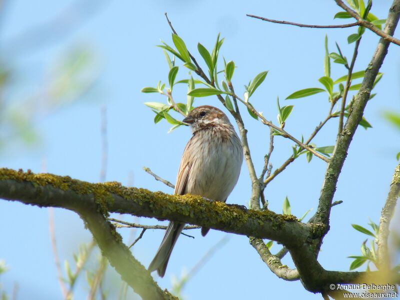 Bruant des roseaux femelle