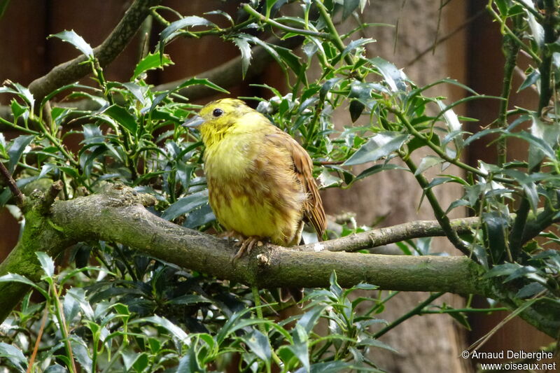 Bruant jaune