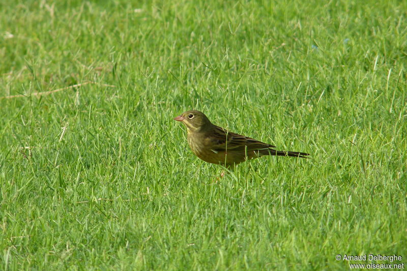 Ortolan Bunting