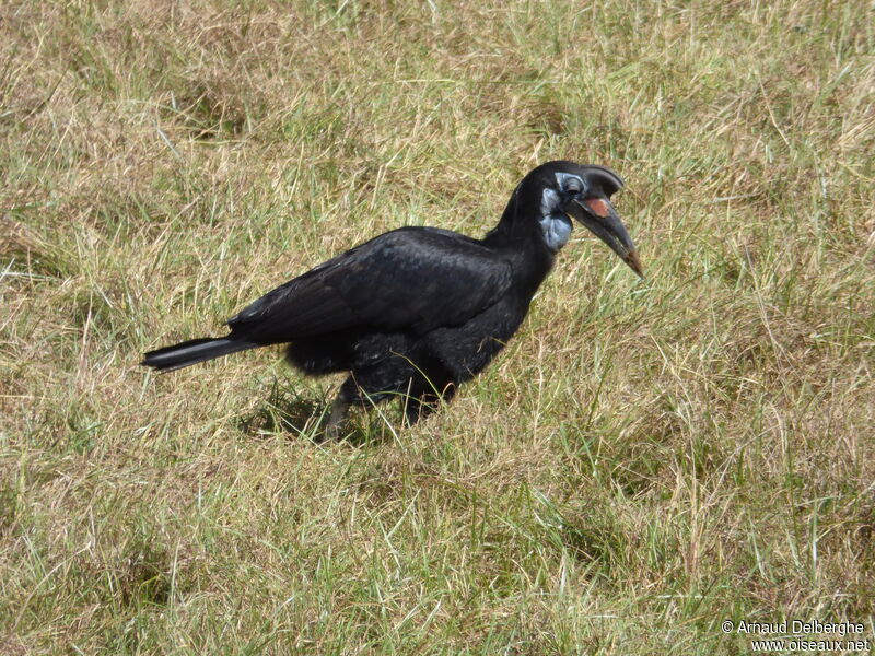 Abyssinian Ground Hornbill female