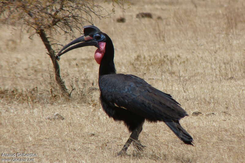 Abyssinian Ground Hornbill male adult, identification, feeding habits