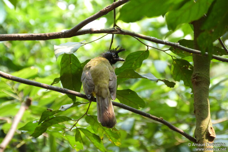 Black-crested Bulbul