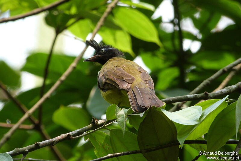 Bulbul à huppe noire