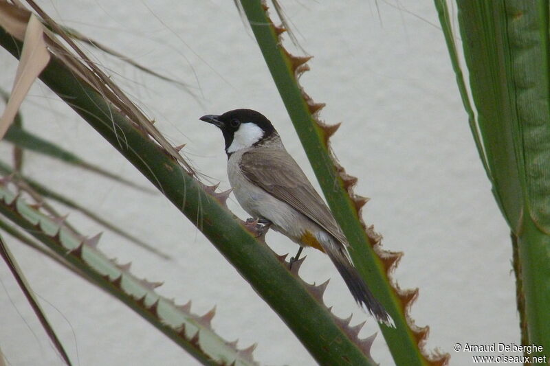 Bulbul à oreillons blancs