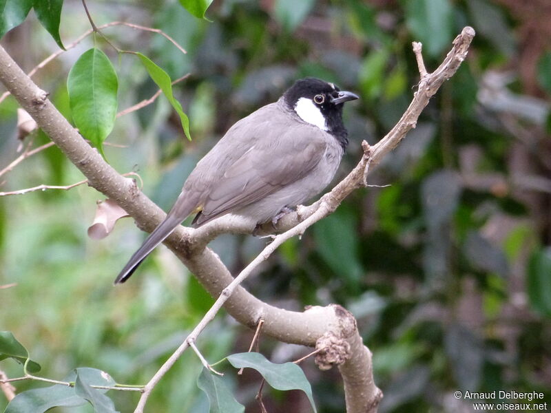 White-eared Bulbul