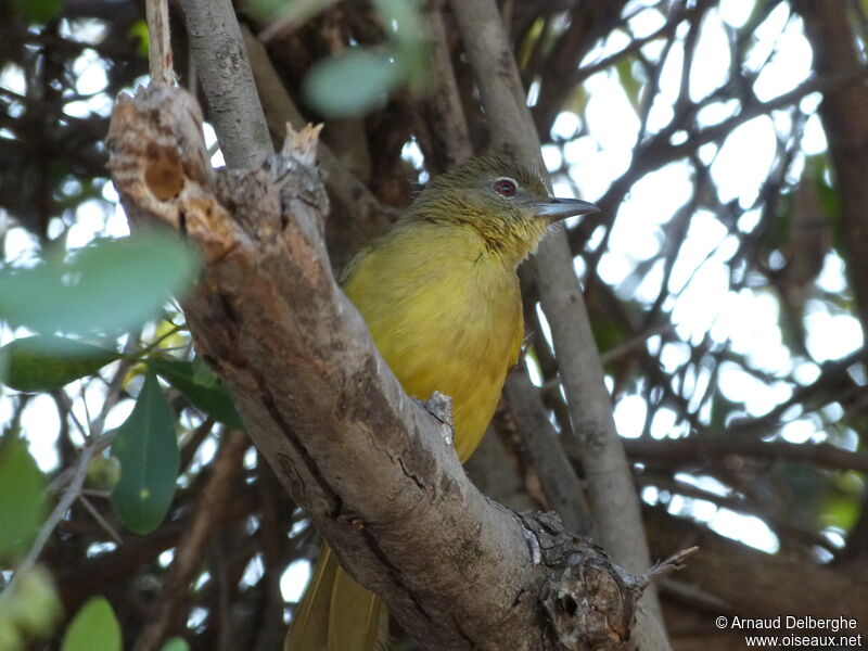 Yellow-bellied Greenbul