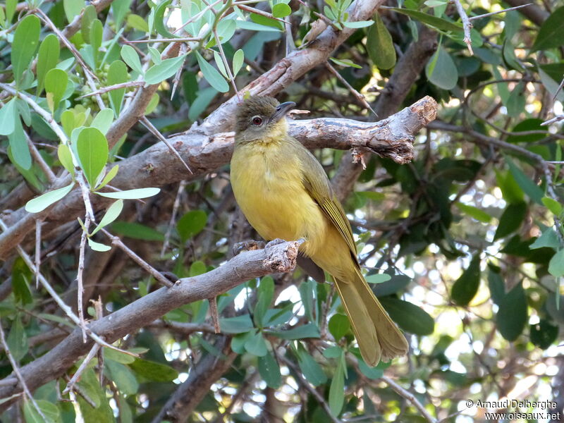 Bulbul à poitrine jaune