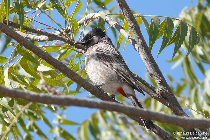 Red-vented Bulbul