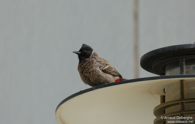 Red-vented Bulbul