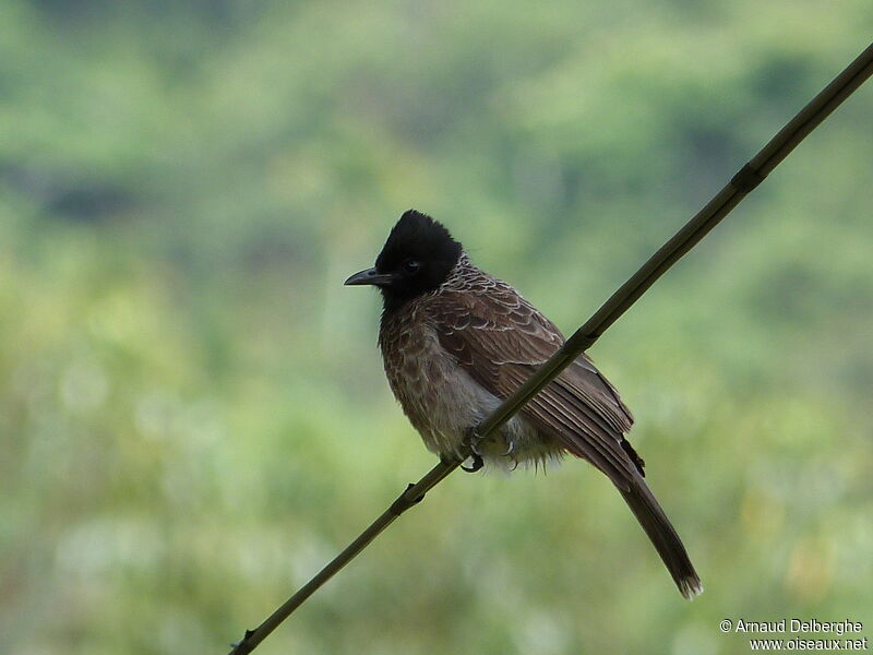 Bulbul à ventre rouge