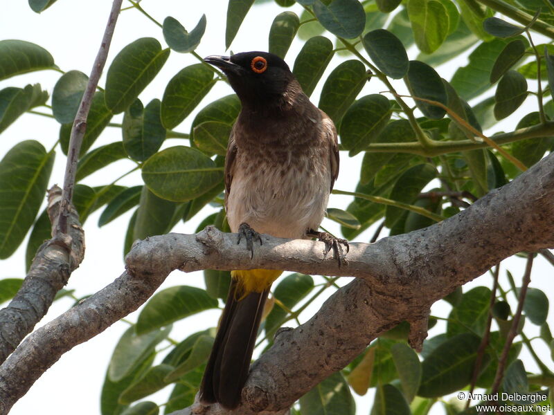 Bulbul brunoir