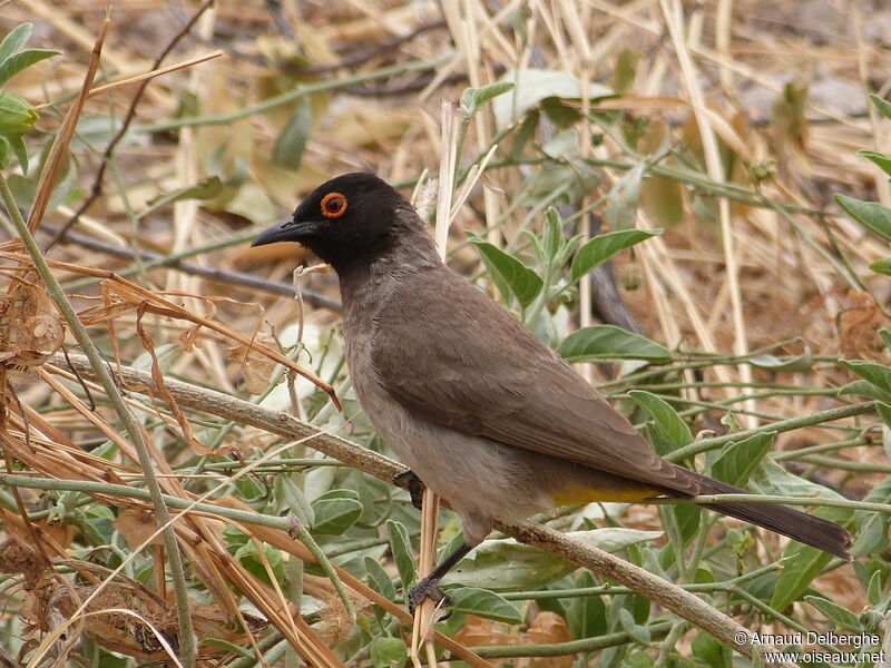 African Red-eyed Bulbul