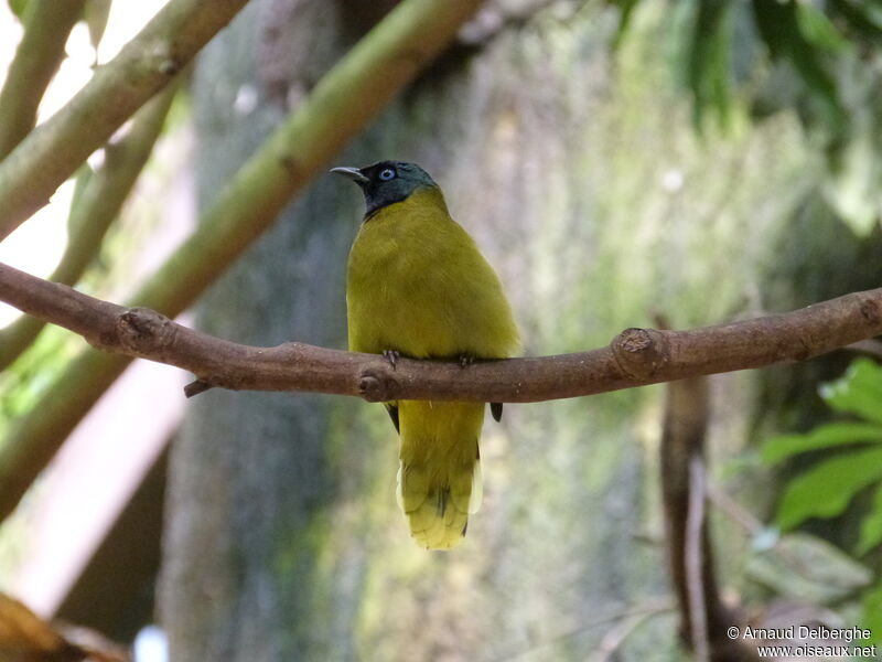 Bulbul cap-nègre