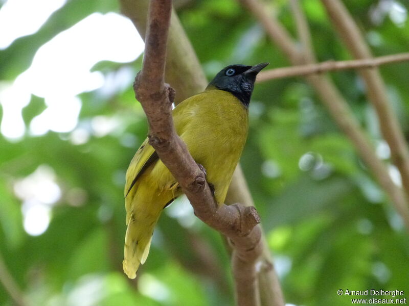 Bulbul cap-nègre