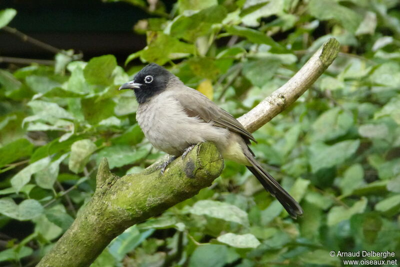 White-spectacled Bulbul