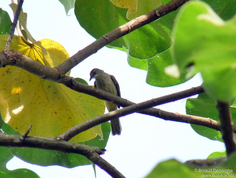 Streak-eared Bulbul