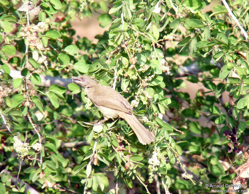 Bulbul de Conrad