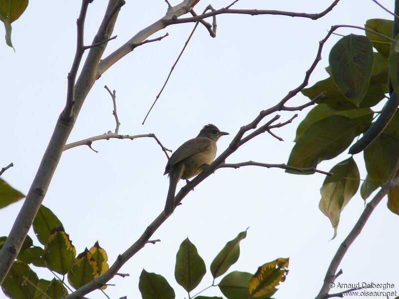 Bulbul de Conrad