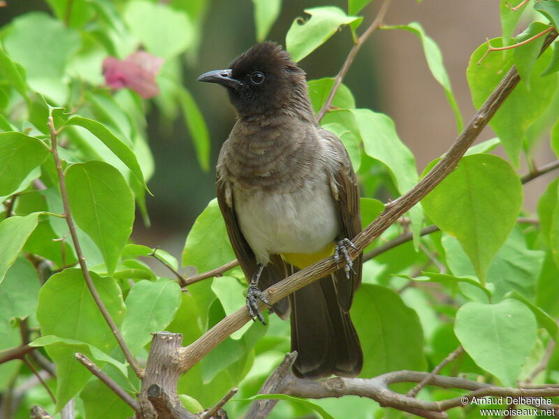 Dodson's Bulbul