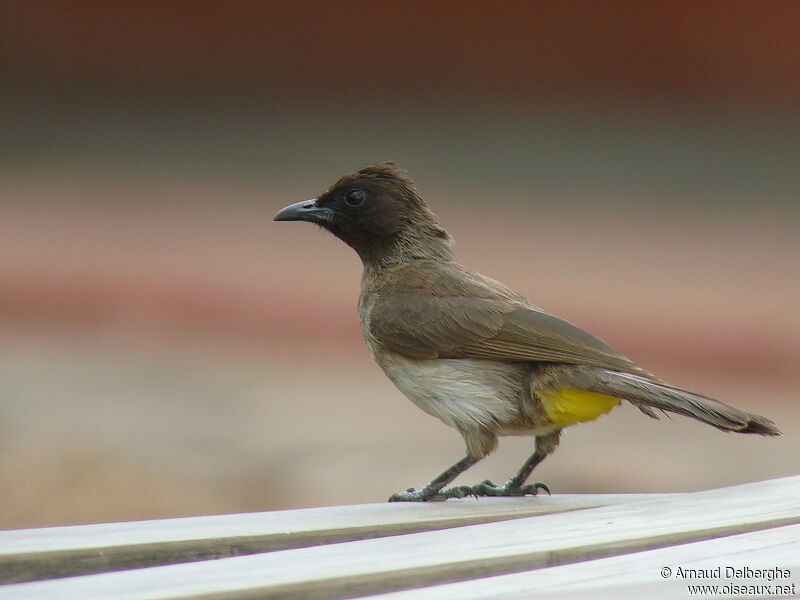 Dodson's Bulbul