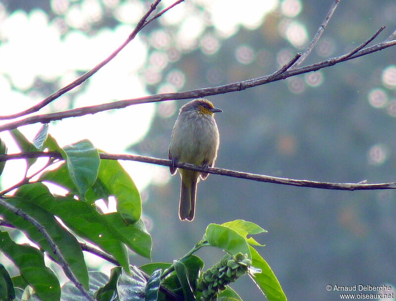 Stripe-throated Bulbul