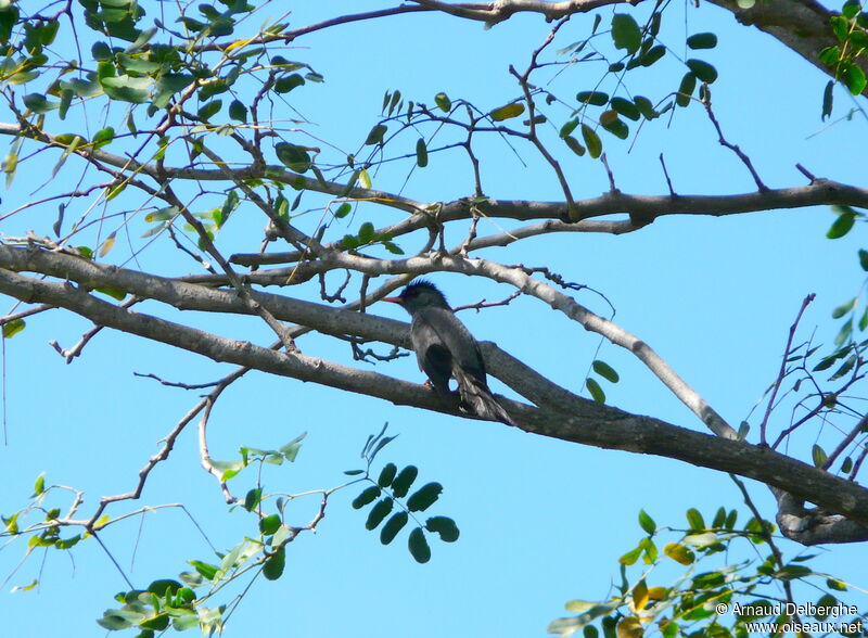 Bulbul de Madagascar