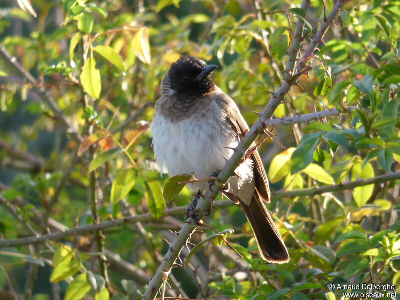 Bulbul des jardins