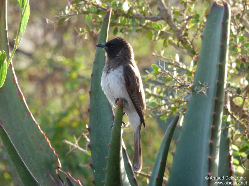 Common Bulbul