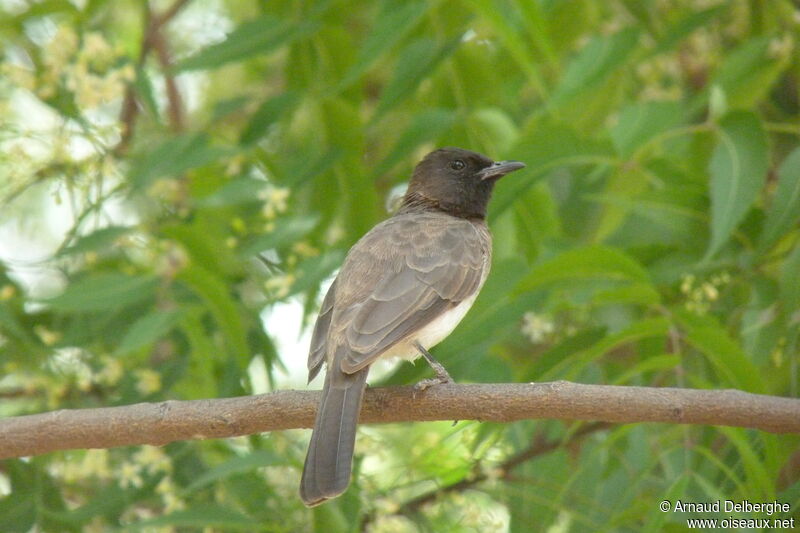 Bulbul des jardins