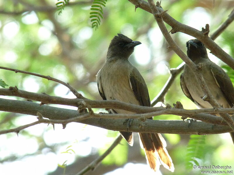 Common Bulbul