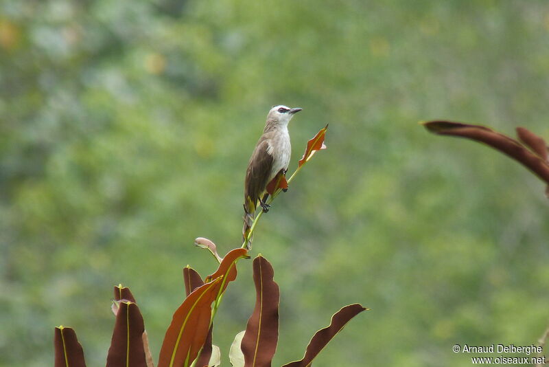 Yellow-vented Bulbul