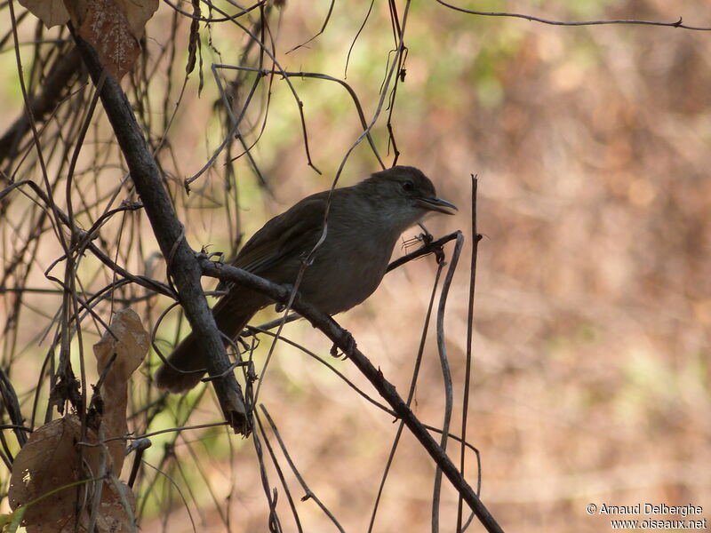 Terrestrial Brownbul