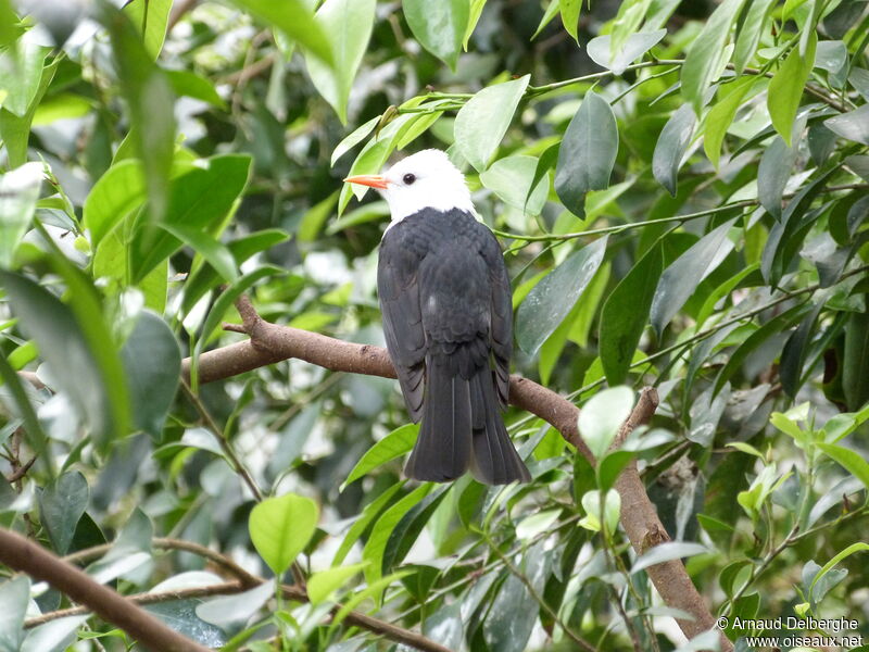 Black Bulbul